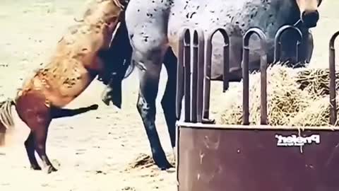 Funny video animals