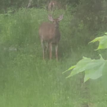 Deer 5-15-23