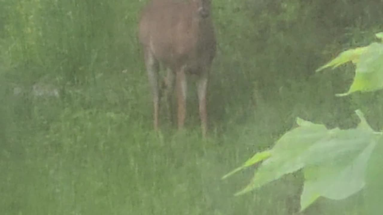 Deer 5-15-23