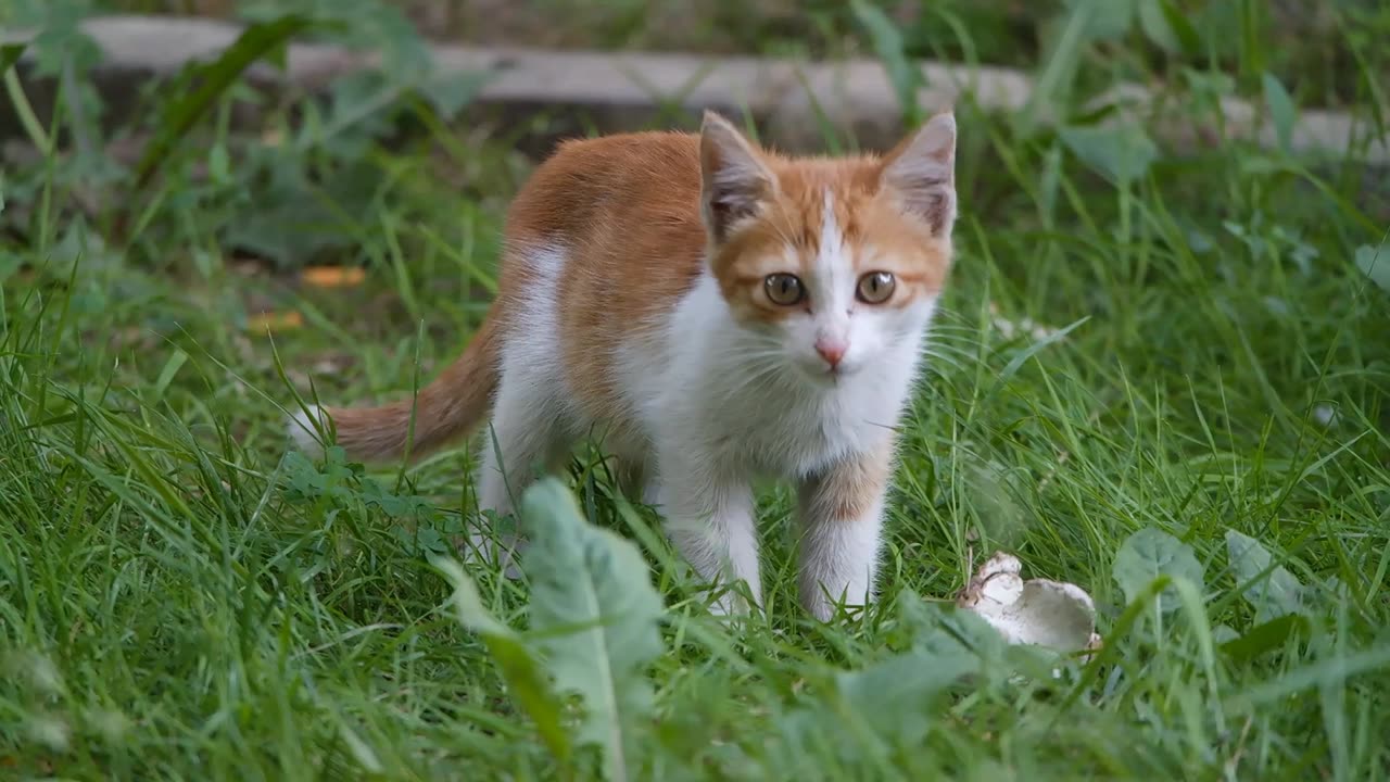 Baby Cat Cute Baby Cats Funny Cats 😻