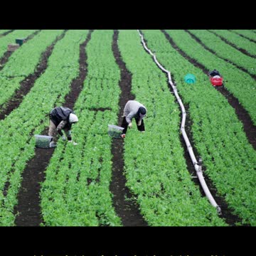 新聞美語 每日一字 Toil