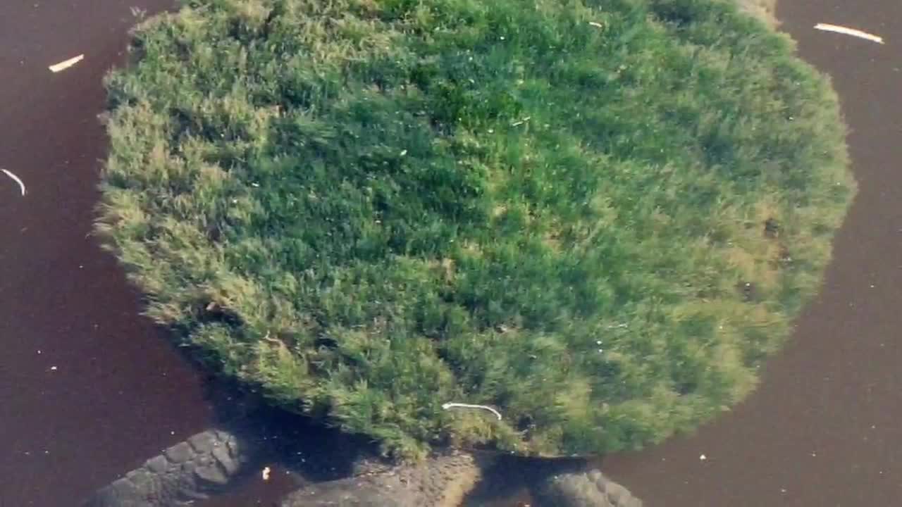 World Turtle