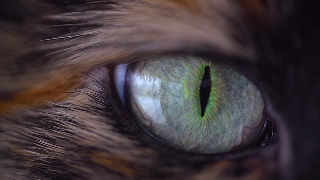 amazing eye