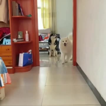 "The Howling Trend: Unleashing Your Inner Husky with Man-Wear Dog Masks"