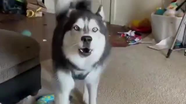 Husky humorously tries singing and talking for his owner!