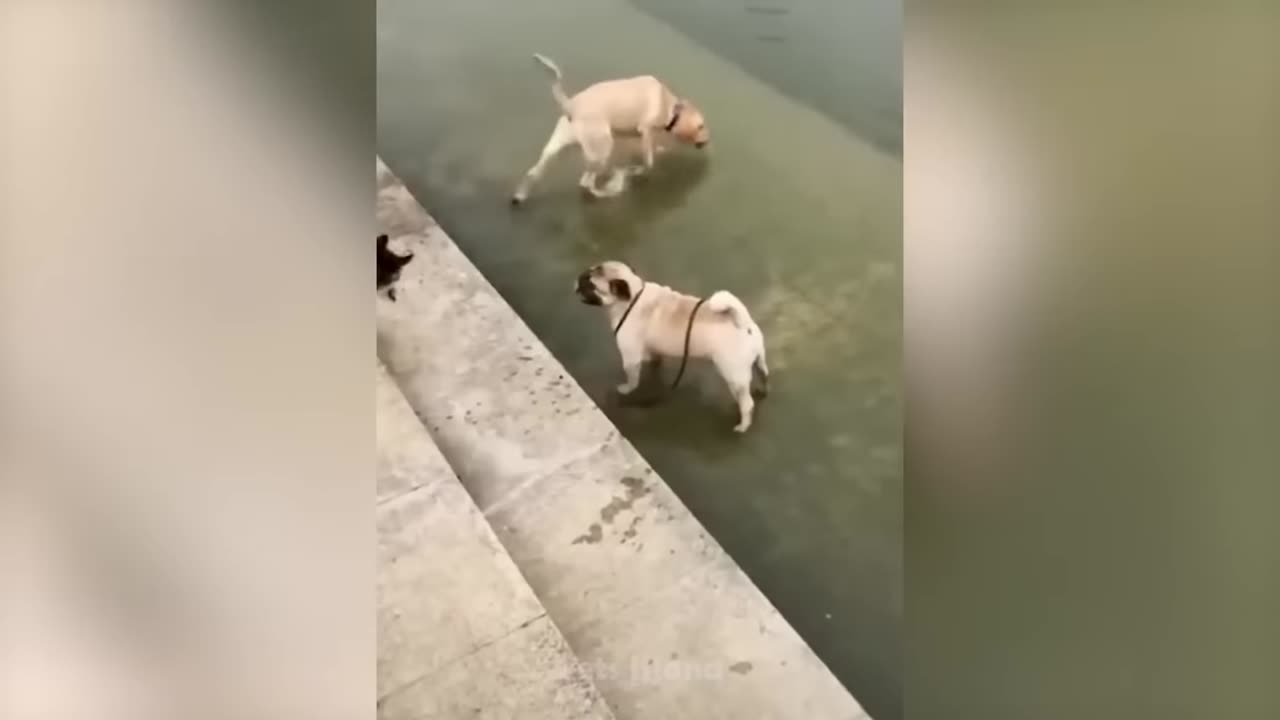 Funny dog