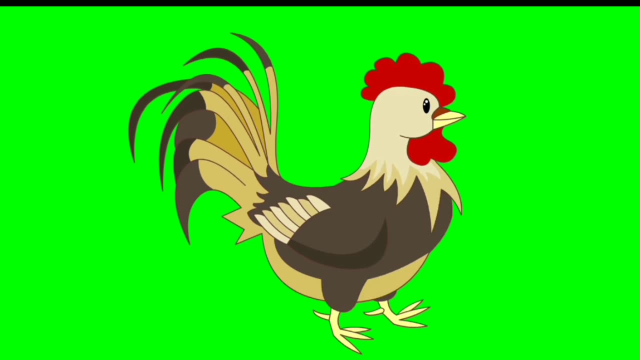 Animasi ayam hd