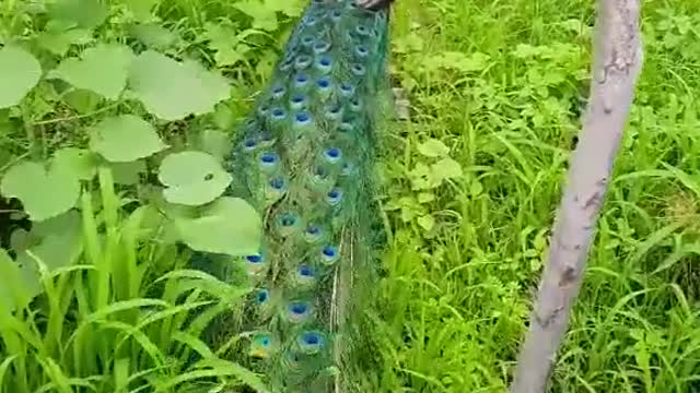 pretty and lovely peacock