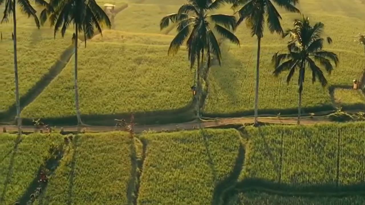 beautiful sunrise in UBUD BALI