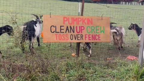 Tossing Pumpkins