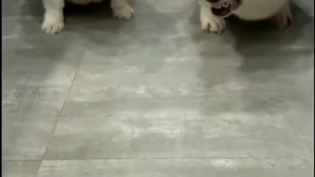 Funny Dog Videos