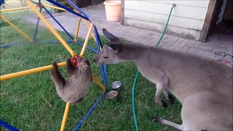 Funny baby sloths compilation