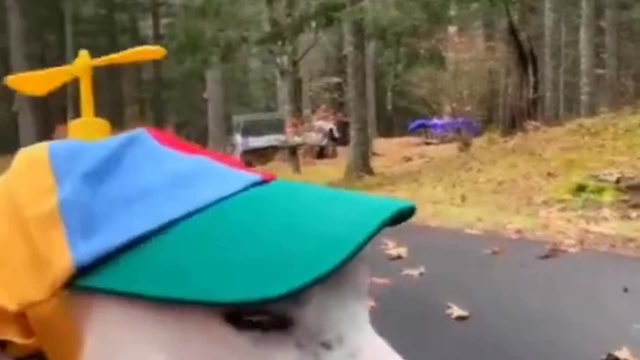 Try not to laugh