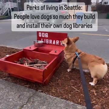 dog library lookin for book on dog training and how to get more treats