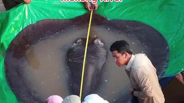 Stingray caught in Cambodia is world's largest freshwater fish