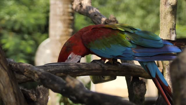 Cute parrot