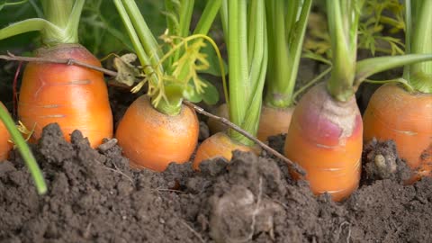 Fresh Carrot