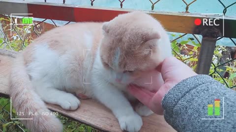 British Cute Cats video