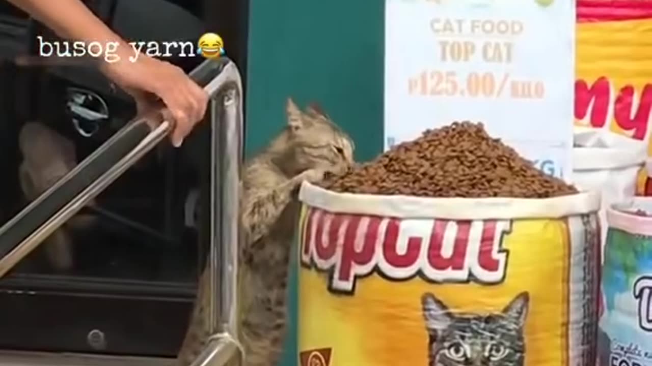 Free cat foods 🤭🤣