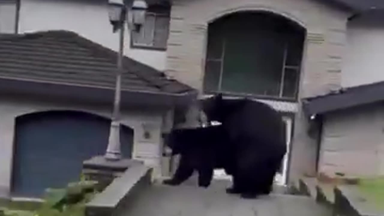 Just 2 Bears Banging At The Front Door