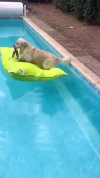 Funny Dogs Having Fun