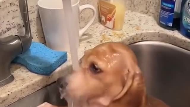 Pretty dog ​​bathing in the washroom