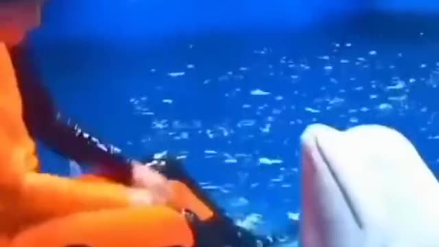 dolphin 🐬 cute video