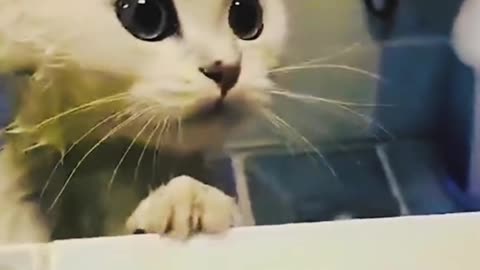 cute cats enjoy a bath with bubbles