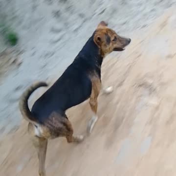 Tommy followed my order