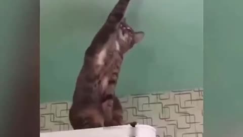 New cat videos funny cats baby #trinding cats #$&_