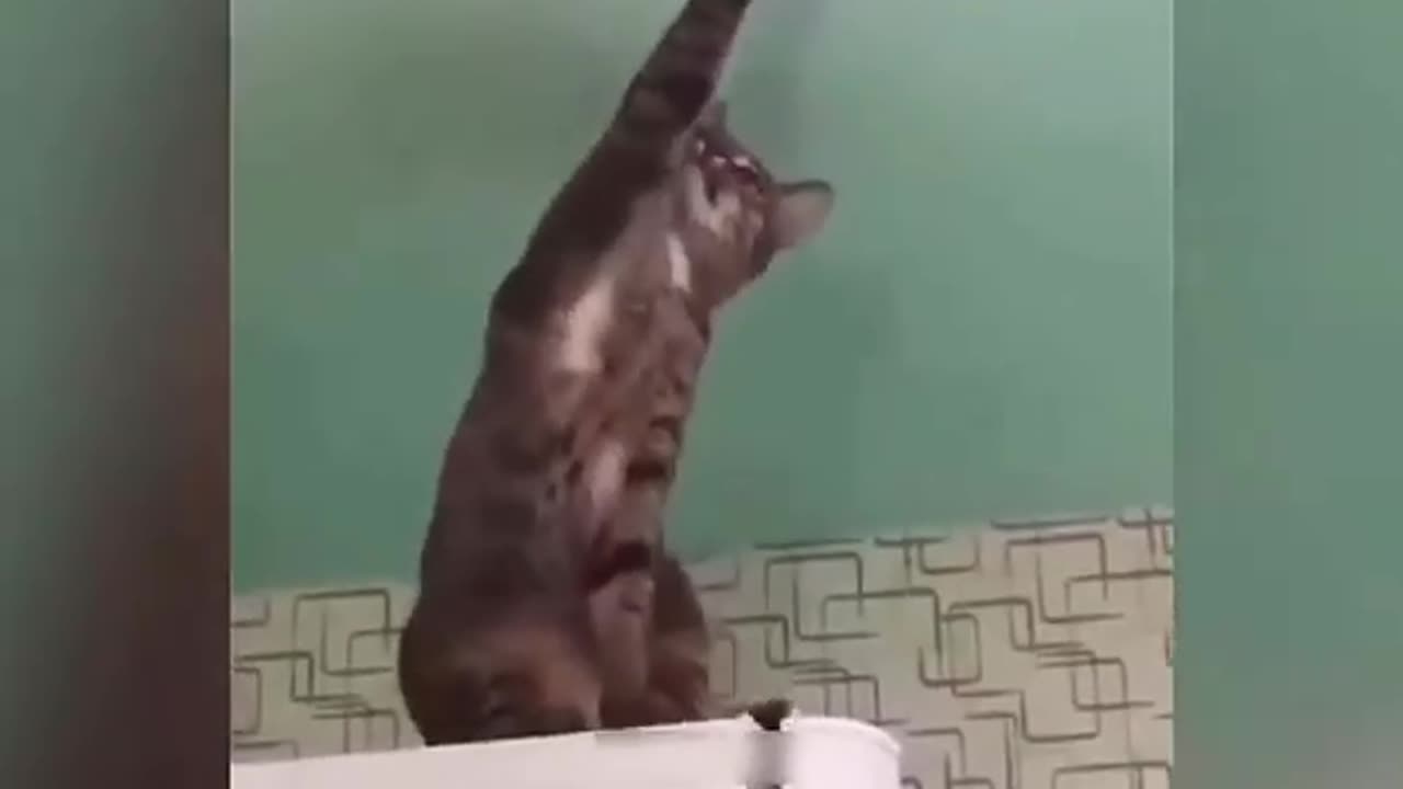 New cat videos funny cats baby #trinding cats #$&_