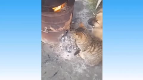Animal funny movement