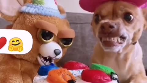 Dogy Funny Reactions