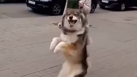 Cute jumping doggo