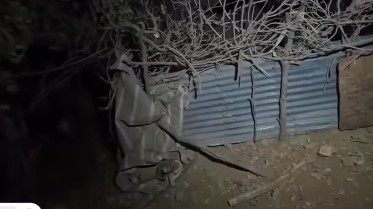Wild wolves 🐺 attacks on nomads herd