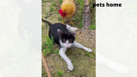 Coolest Pet Videos