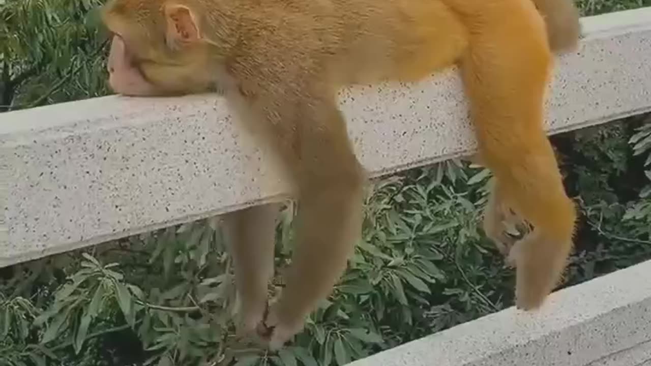 Very funny videos of cat & Monkey 🐒🐵🔥