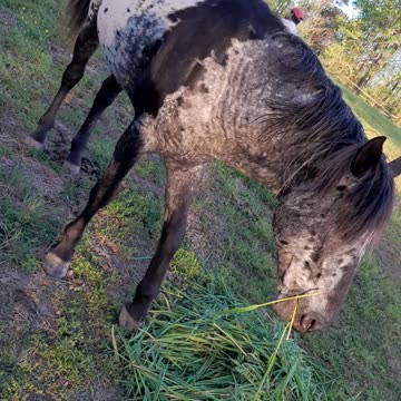 There's nothing like spring greens.