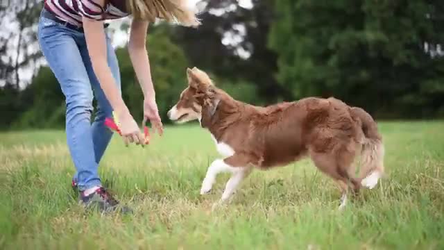 Tuto_Apprendre à son chien à rapporter son jouet