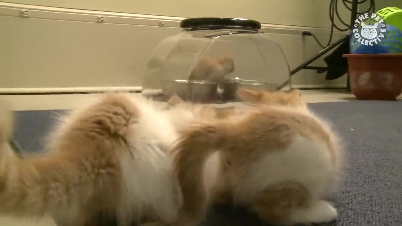 Kitten play with balls