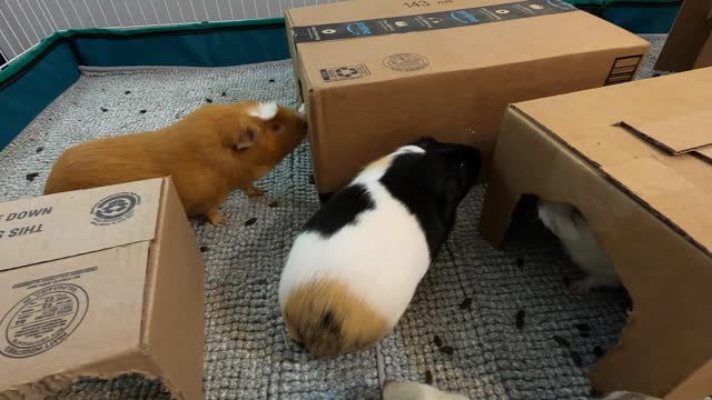 Excitable guinea pigs