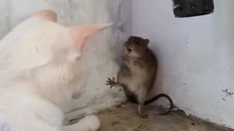 Tom & Jerry 🤣🤣
