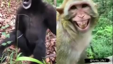 Monkey video funny