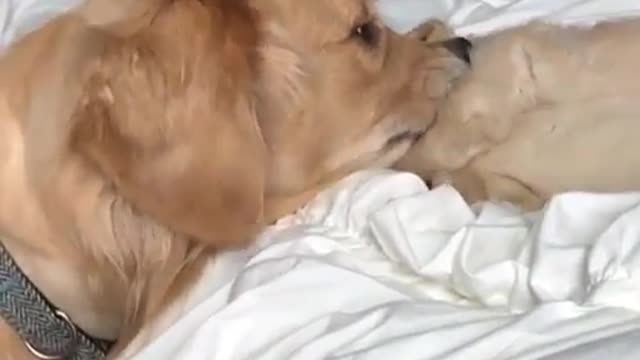 People who have never owned dogs can hardly imagine what it is like to live with dogs