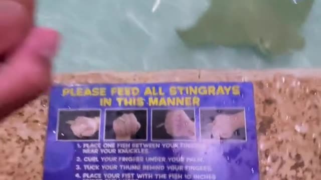 #fishing #fyp #colorado #956 #adventure #getaway #stingray #feed