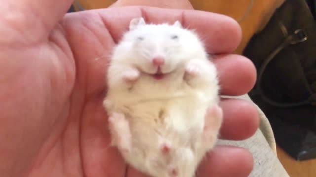 Cute Hamster Trying To Sleep inn Owner's Hand