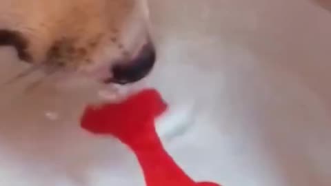 Cute animals