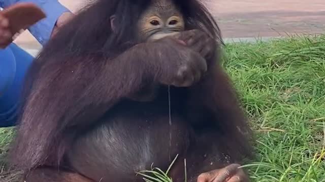 The baby orangutan named Grape is now two and a half years old.