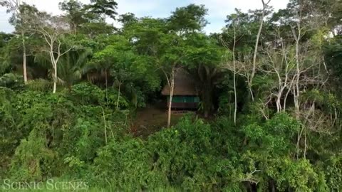 Wild life in amazon jungle