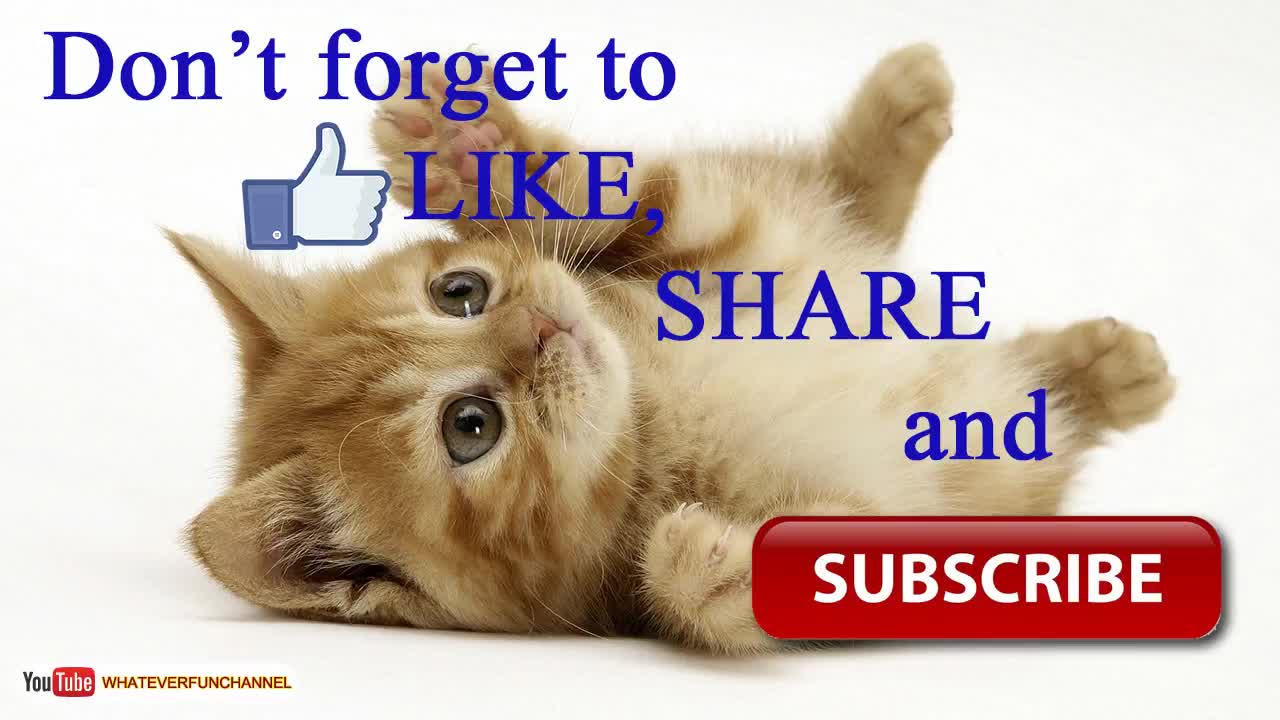 Short Funny Animals Vines 😺🐱😺 Funny Animals Compilation - Whateverfun!